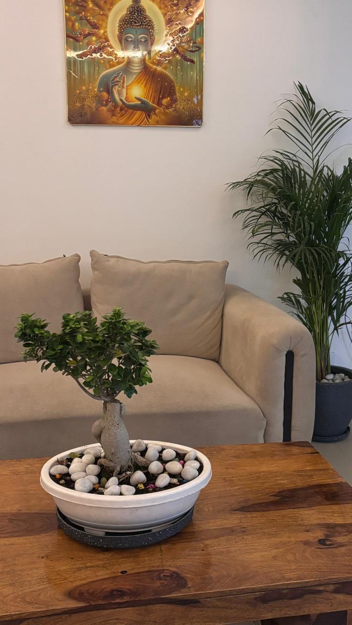 The sitting room at Forest Luxury Spa, a bonsai on the table