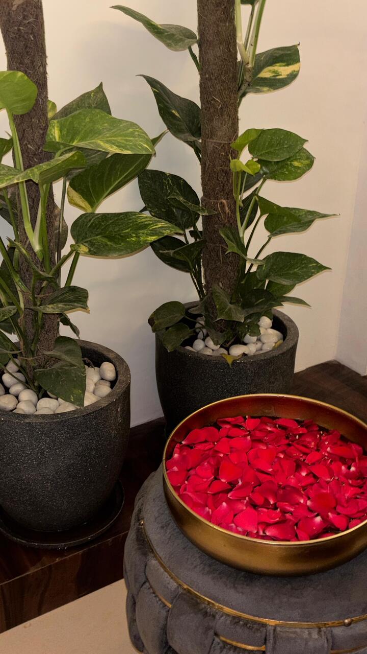 A brass bowl of red rose petals beside the money plants